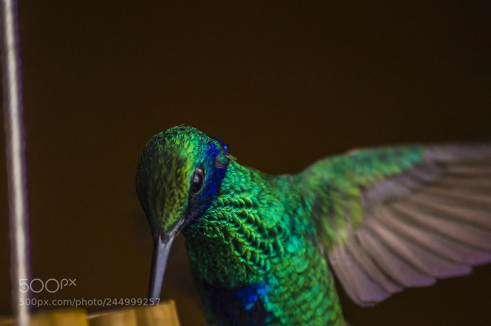 Sony SLT-A57 sample photo. Musician hummingbird photography