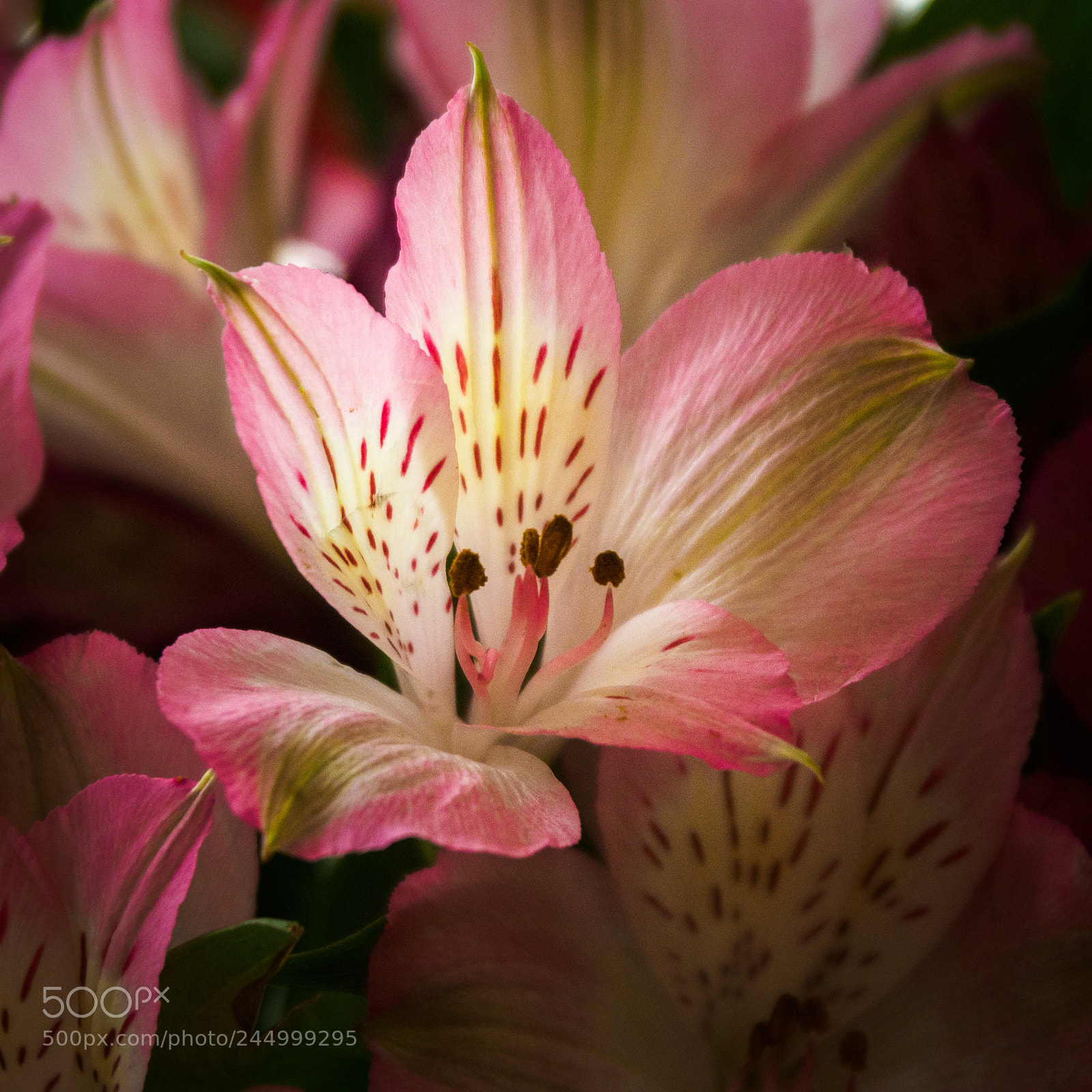 Olympus OM-D E-M1 Mark II sample photo. Lily of the incas photography