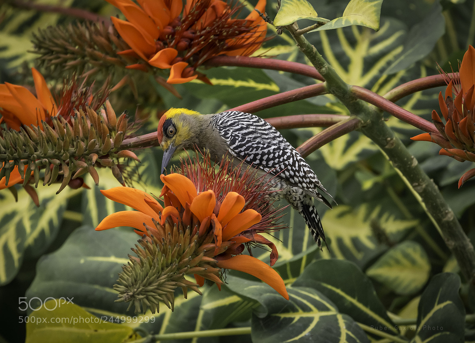 Nikon D610 sample photo. Woodpecker photography
