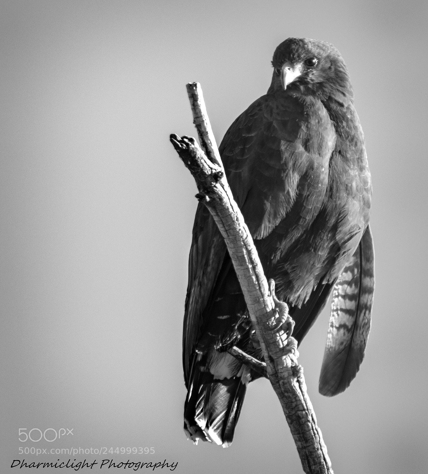 Canon EOS 7D Mark II sample photo. Common black hawk photography