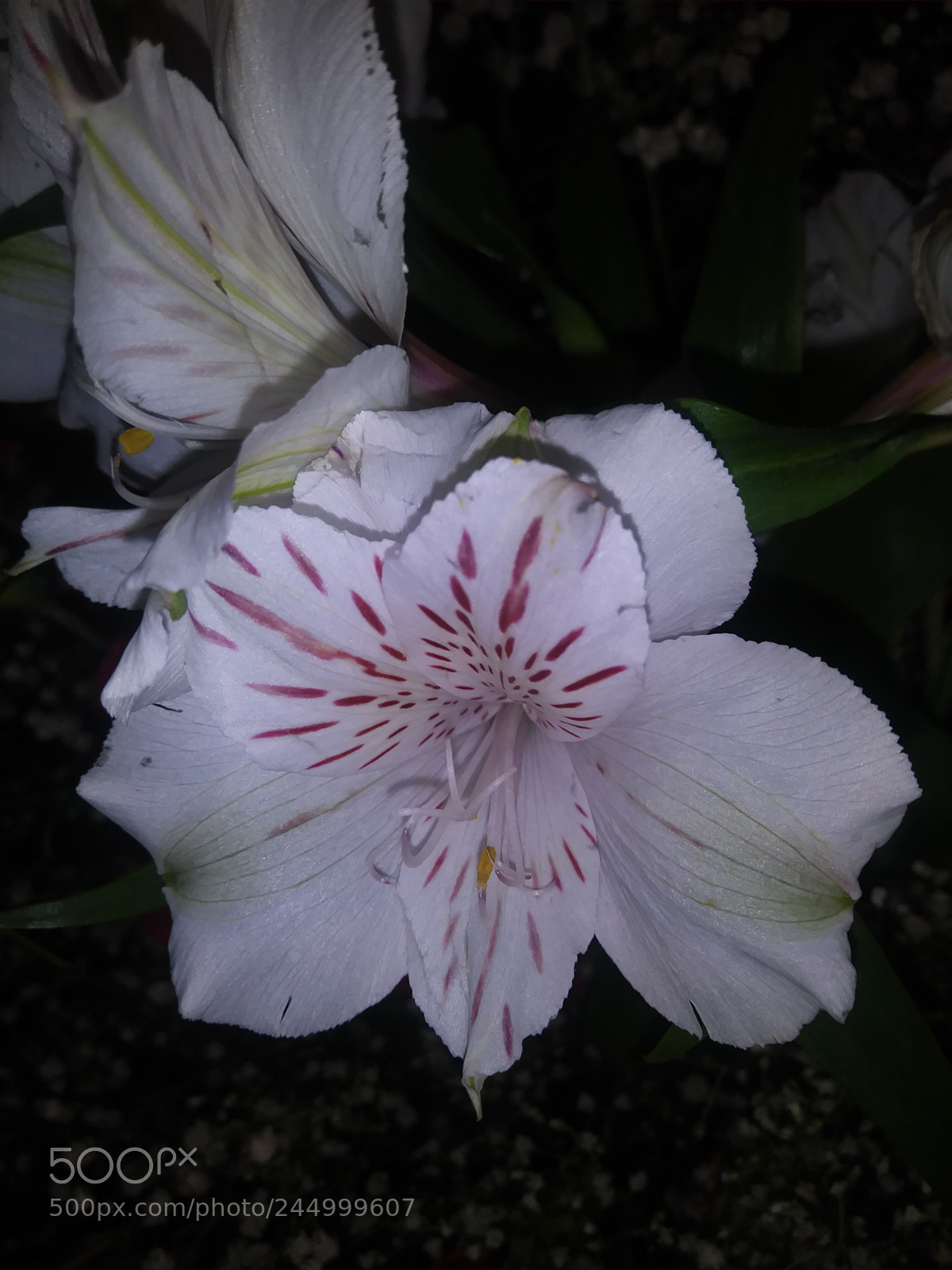 LG K20 PLUS sample photo. Untitled photography
