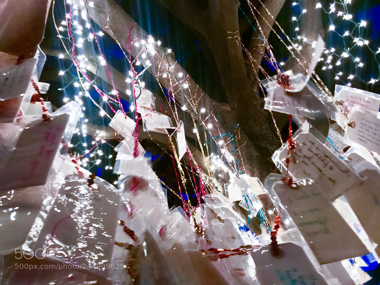 Apple iPhone 7 Plus sample photo. Wishing tree, iphone photo. photography