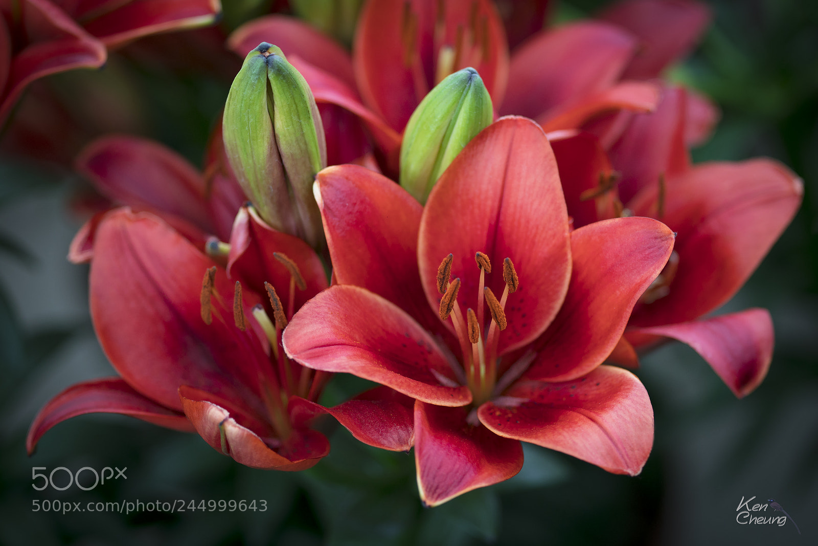Sony a7R II sample photo. Vallota speciosa photography