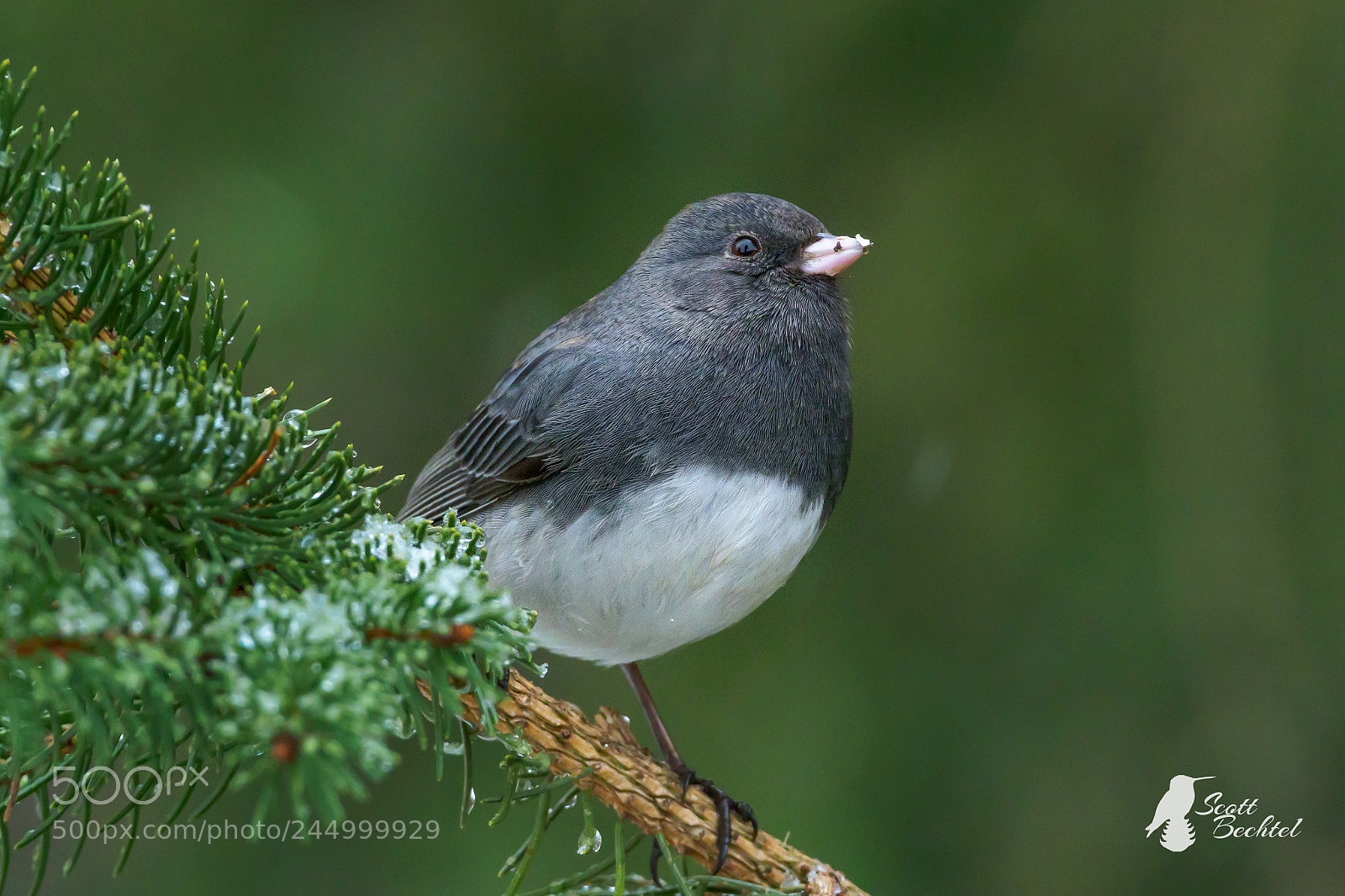 Olympus OM-D E-M1 Mark II sample photo. Dark-eyed junco photography
