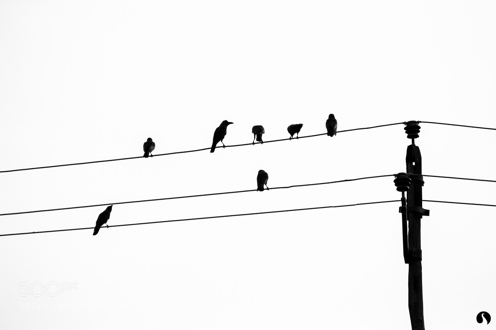 Canon EOS 60D sample photo. The gathering of crows photography