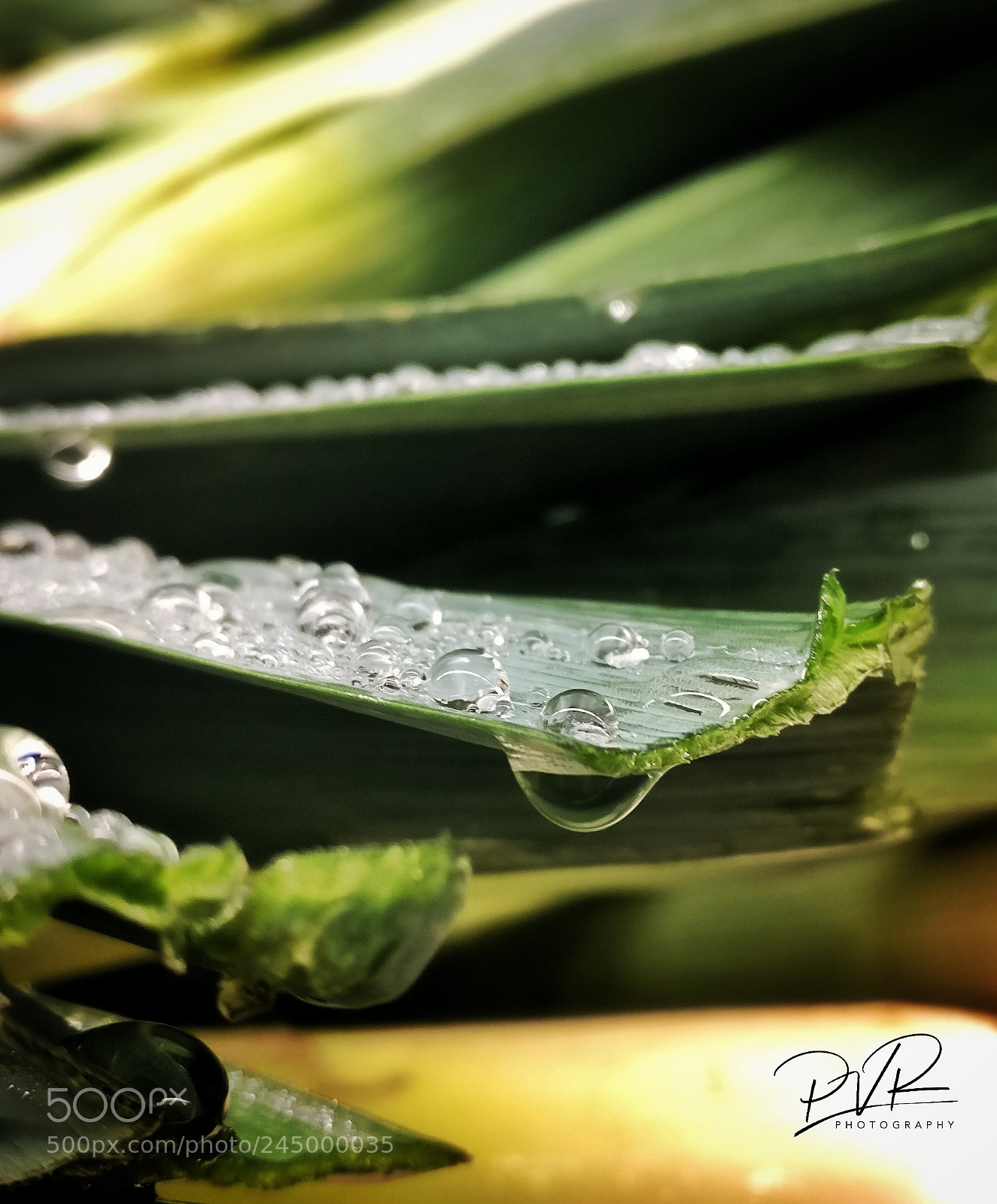 OnePlus A3003 sample photo. Water droplets in a photography