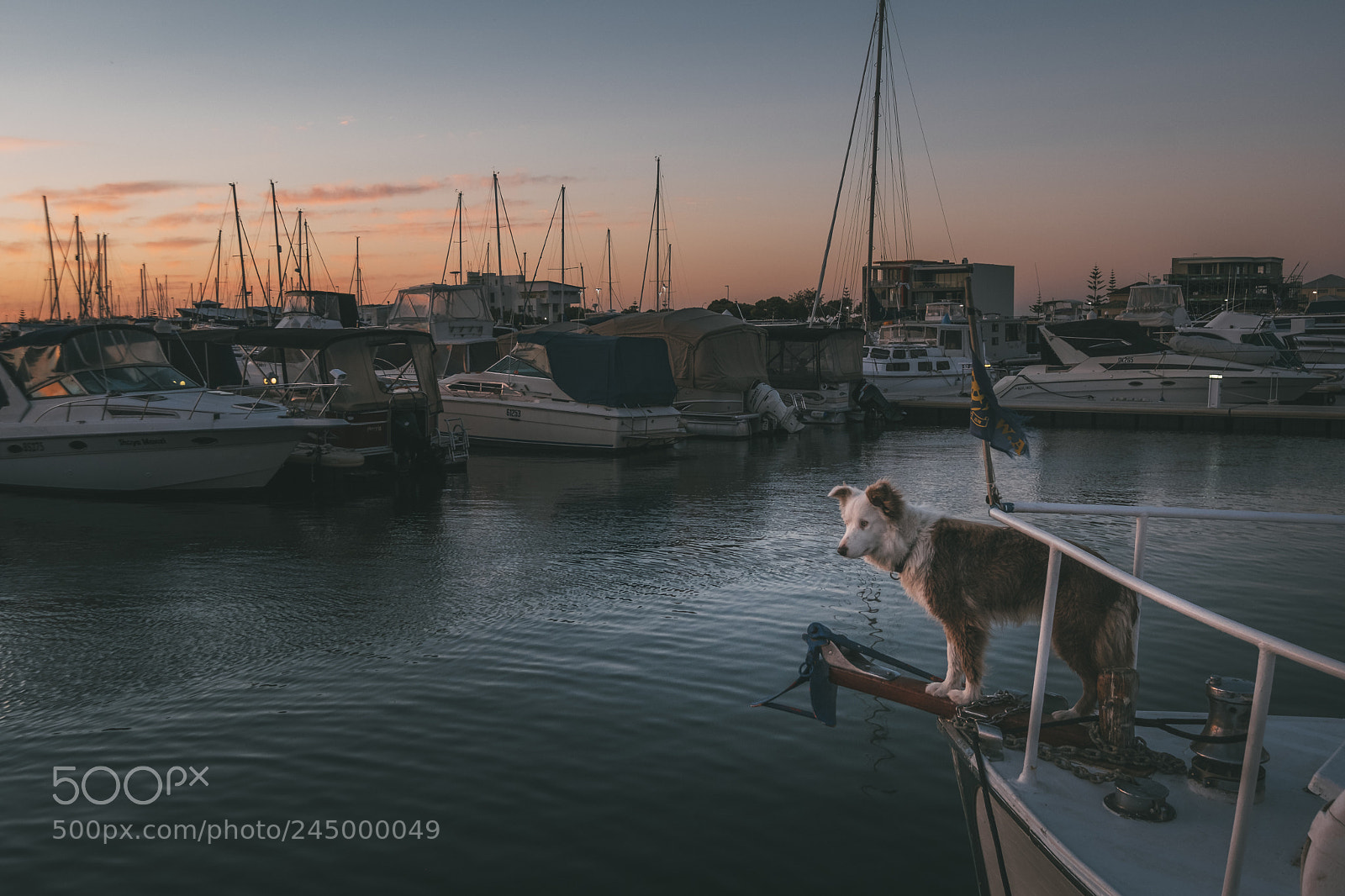 Fujifilm X-T2 sample photo. The maritime dog photography
