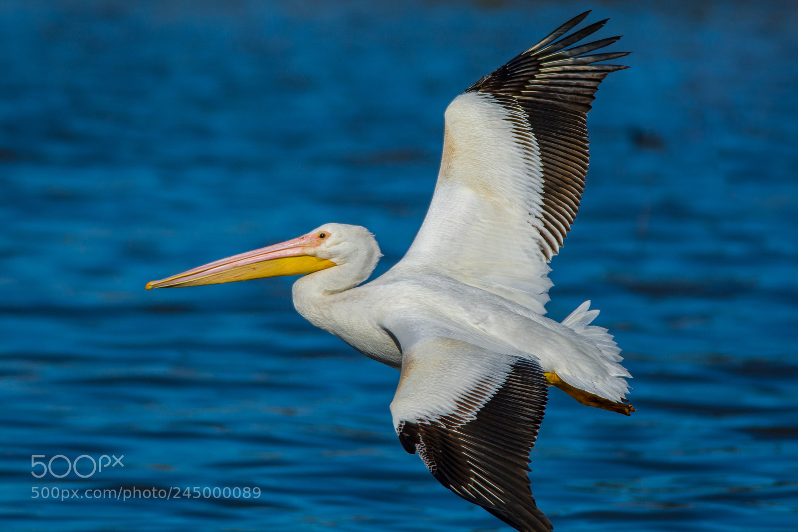 Nikon D7100 sample photo. White pelican in flight photography