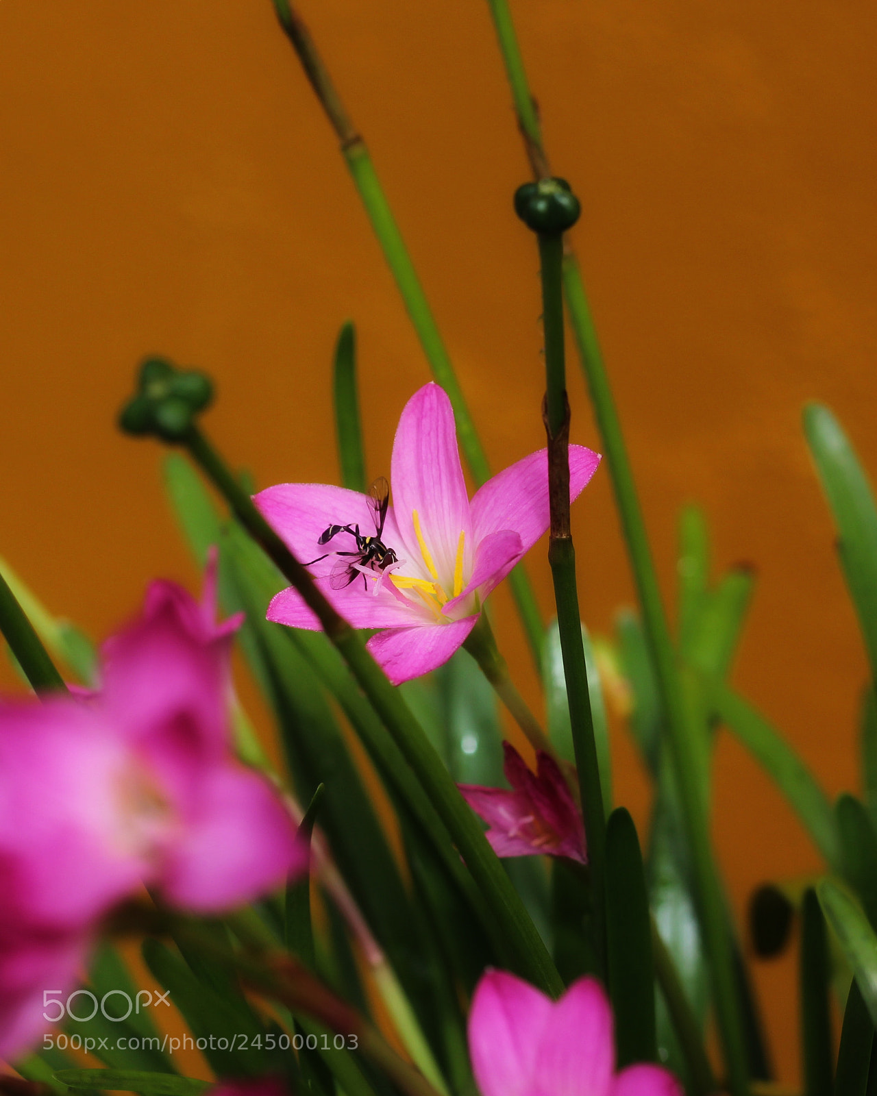 Canon EOS 1200D (EOS Rebel T5 / EOS Kiss X70 / EOS Hi) sample photo. Untitled photography
