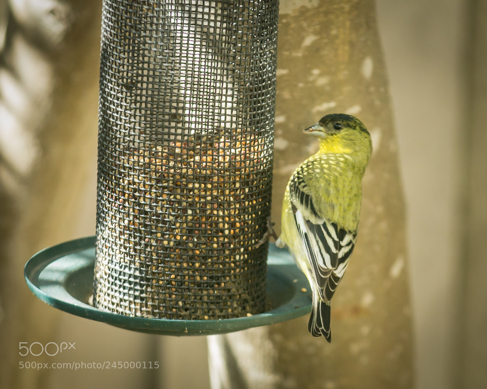 Canon EOS 650D (EOS Rebel T4i / EOS Kiss X6i) sample photo. Hungry birds photography