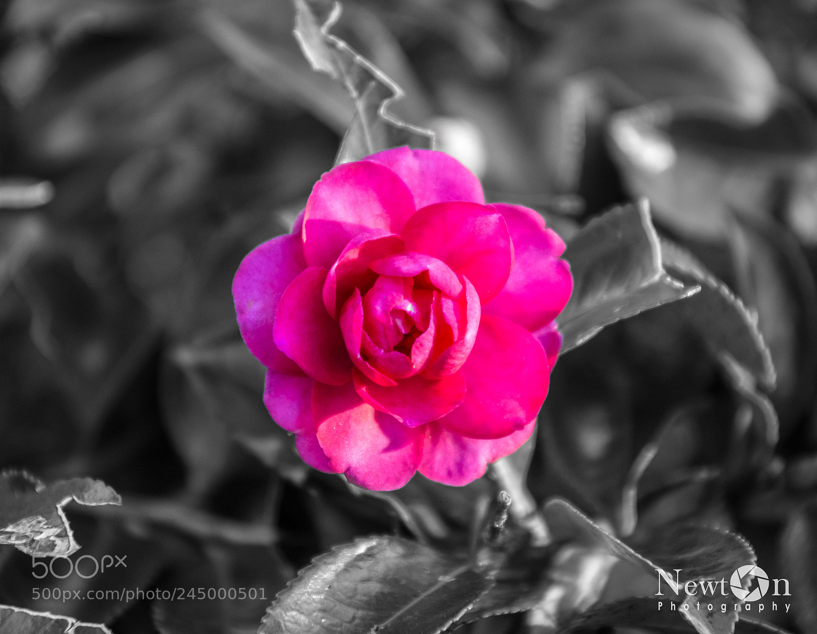 Nikon D7200 sample photo. Flor photography