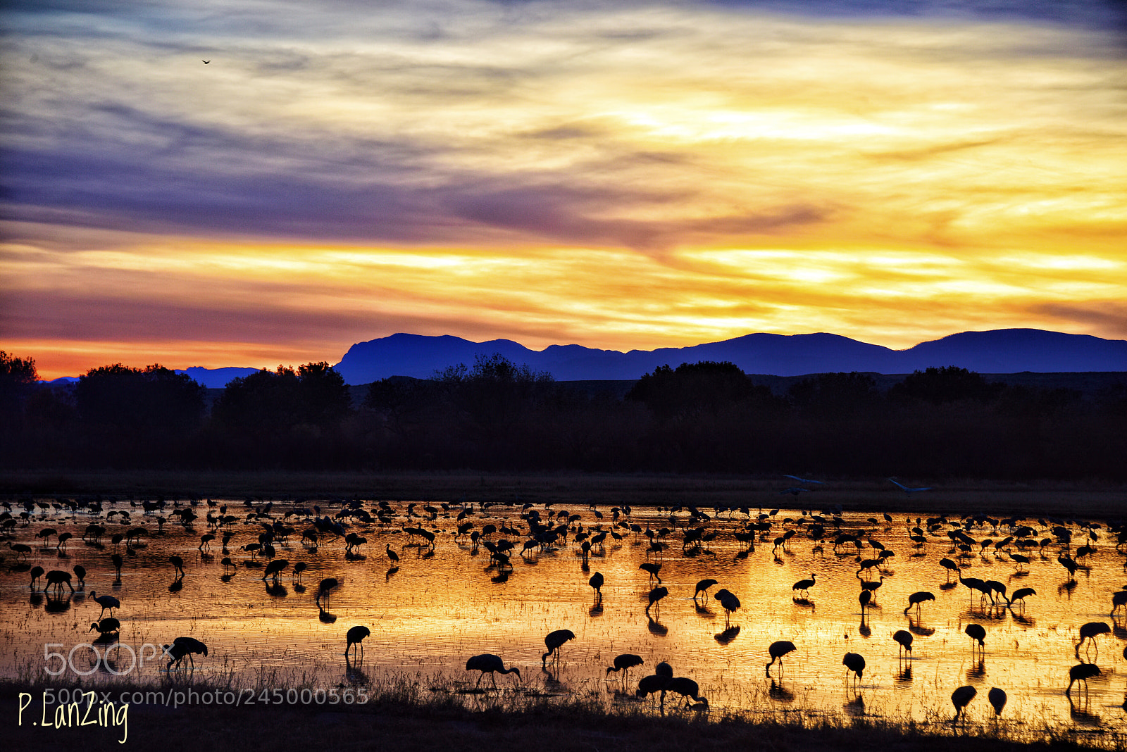 Nikon D810 sample photo. Sandhill cranes, golden sunset photography