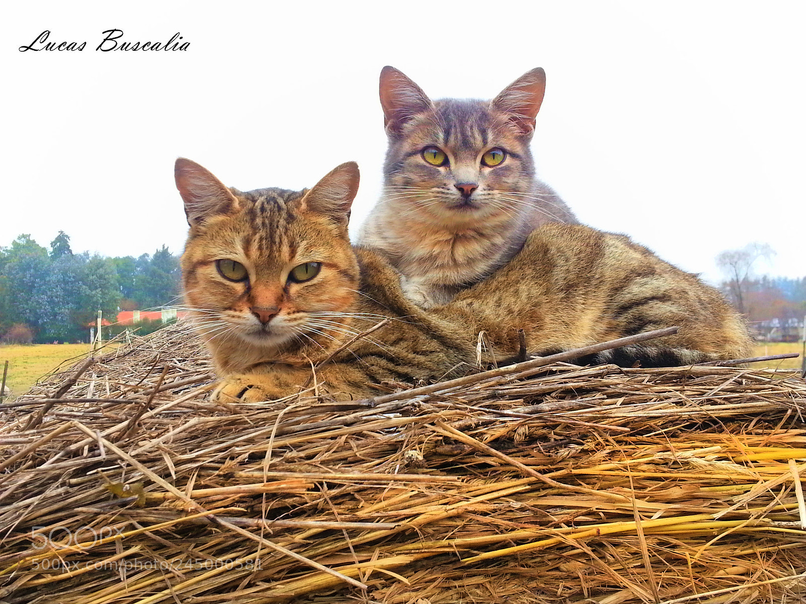 Samsung Galaxy S3 sample photo. Pareja.jpg photography