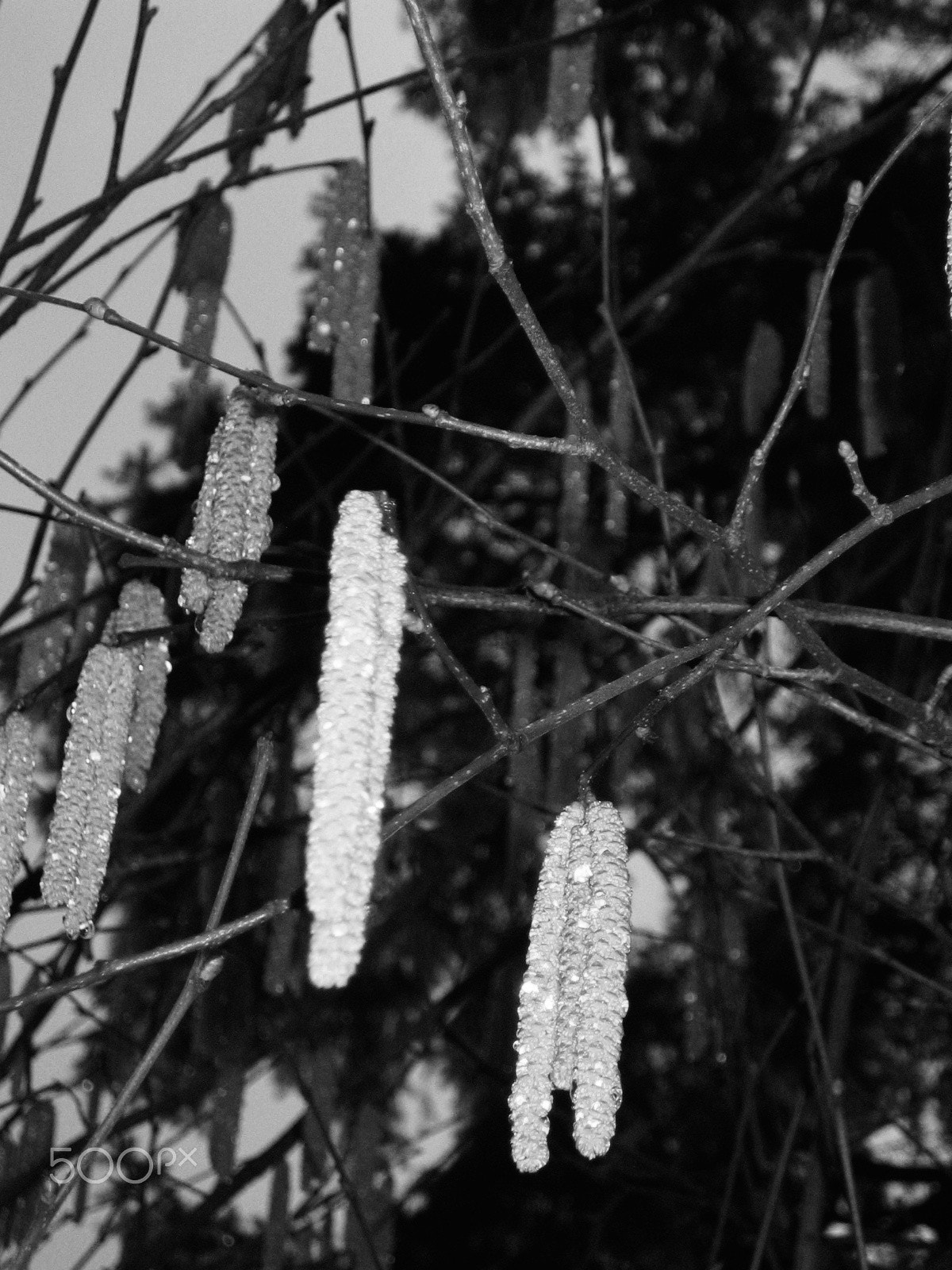 Canon POWERSHOT SD300 sample photo. { catkins } photography