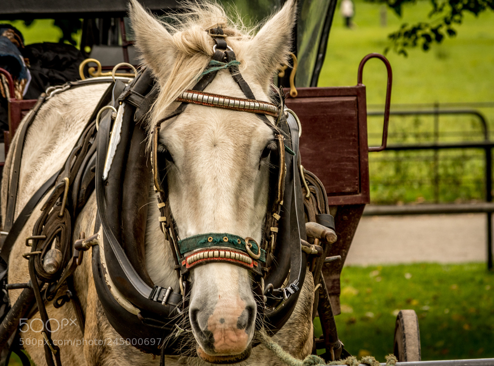 Nikon D500 sample photo. Countryside horse and buggy photography