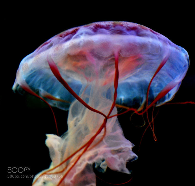 Nikon D5000 sample photo. Free flowing jellyfish photography