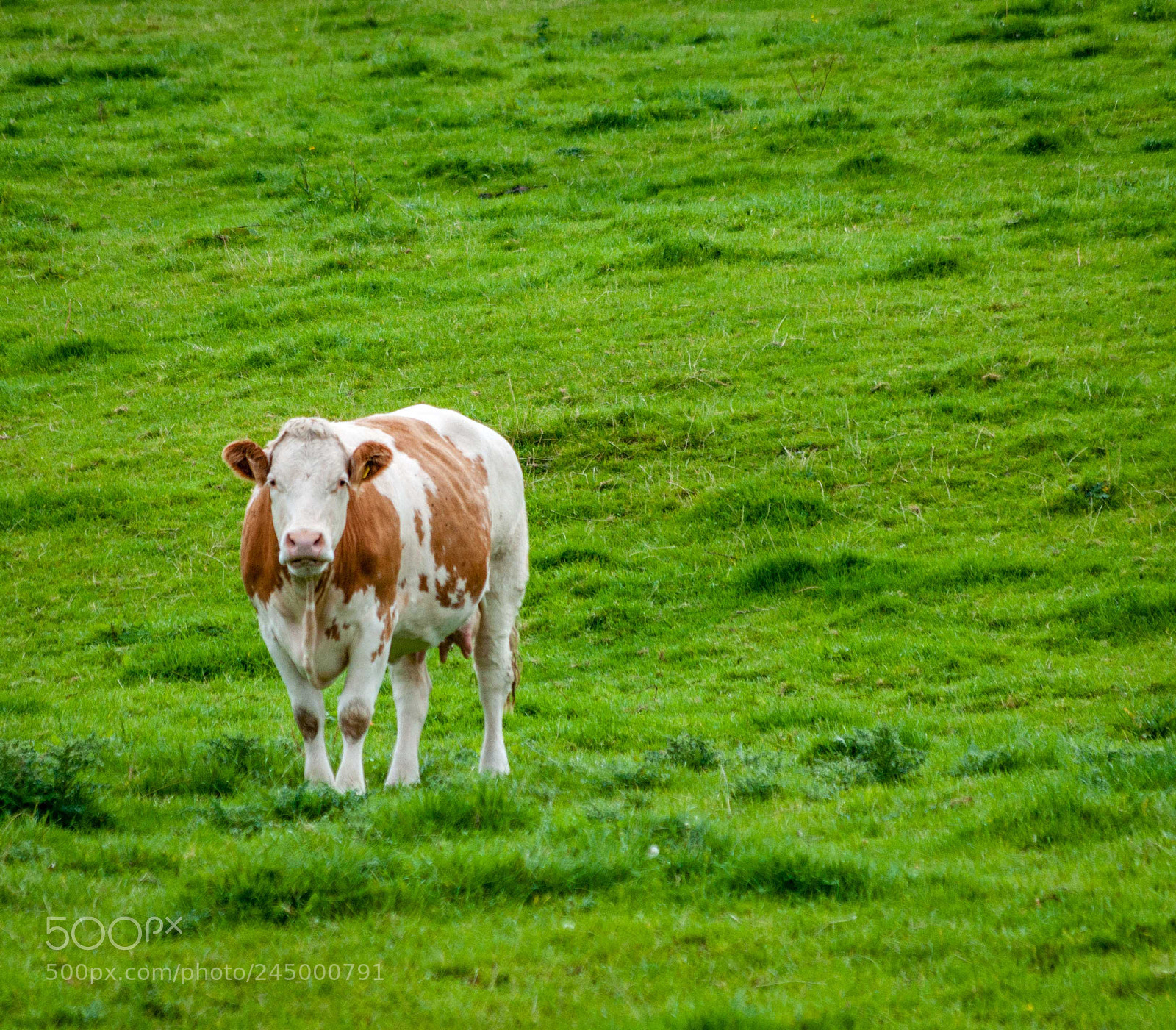 Nikon D5000 sample photo. Irish cow photography