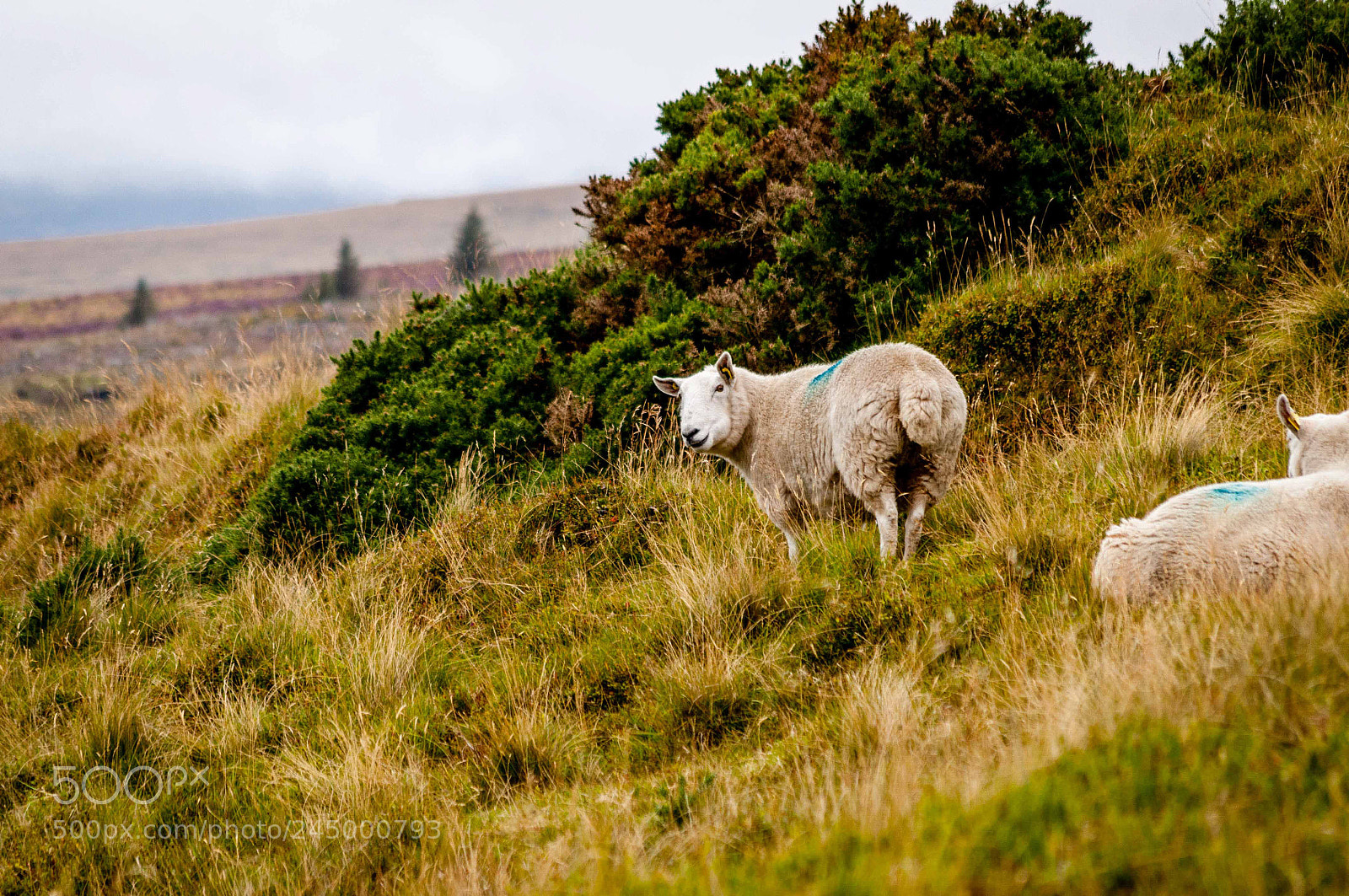 Nikon D5000 sample photo. Hillsides and sheep photography