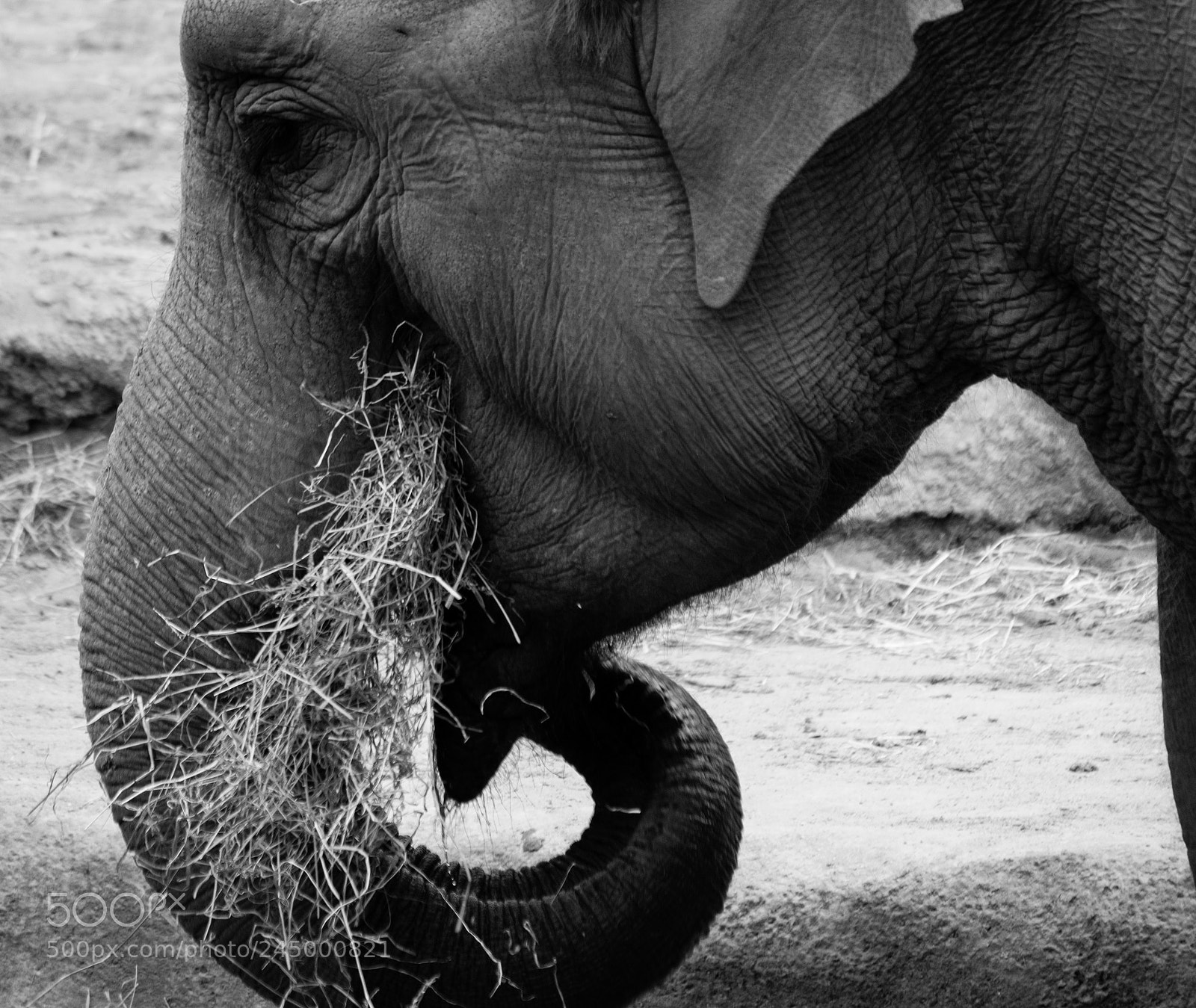 Nikon D500 sample photo. Hungry elephant photography