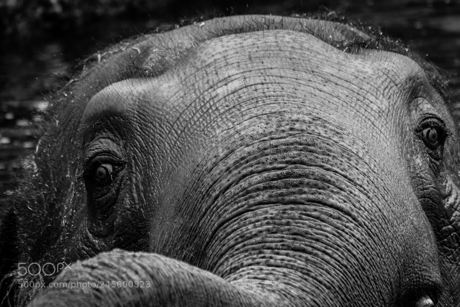 Nikon D500 sample photo. Peek-a-boo elephant photography