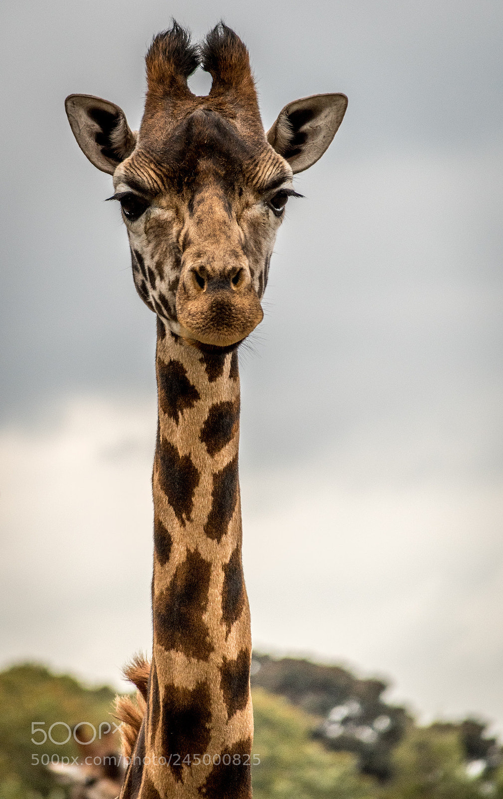 Nikon D500 sample photo. Tall friend photography