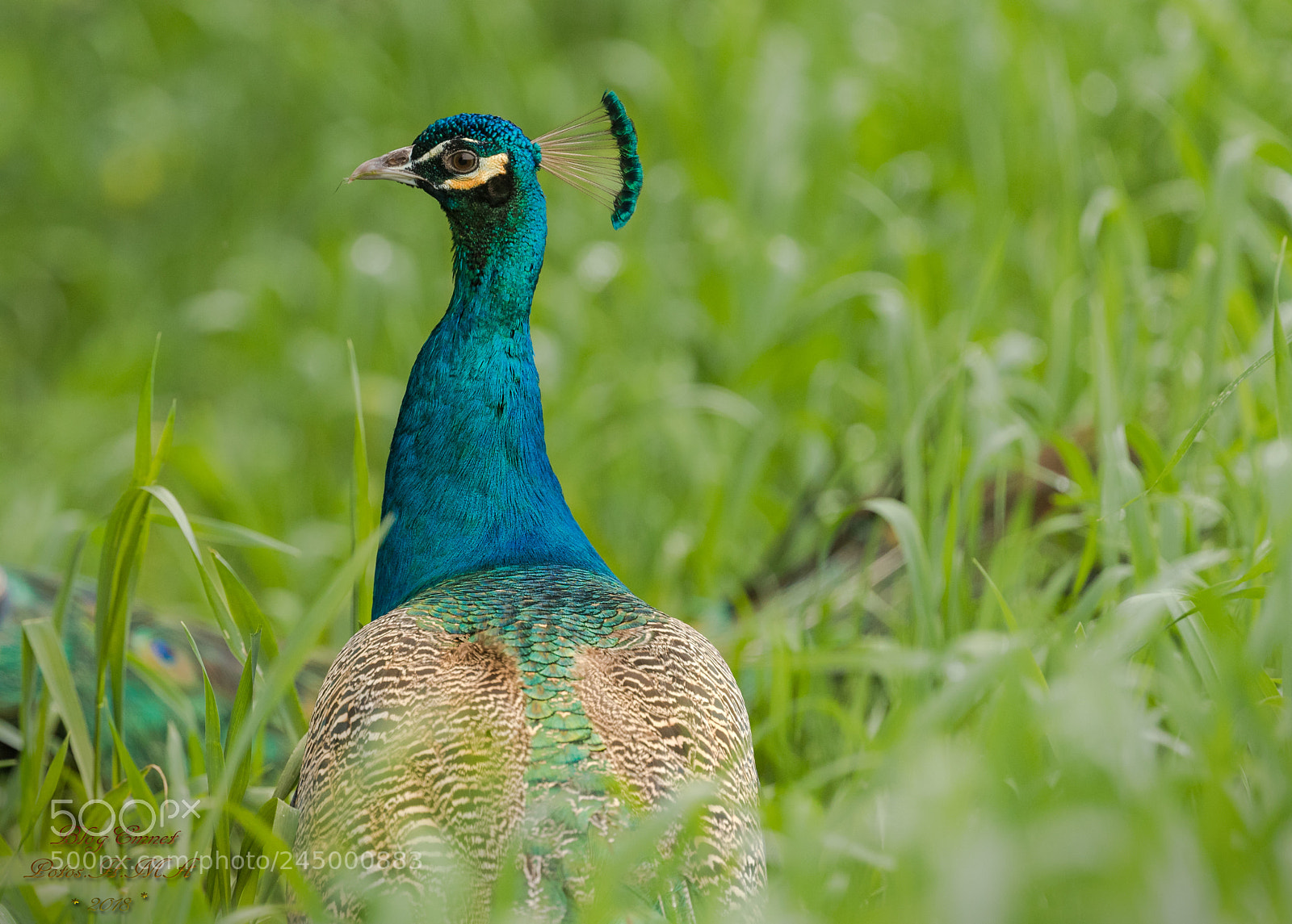 Canon EOS-1D X Mark II sample photo. Peacock photography