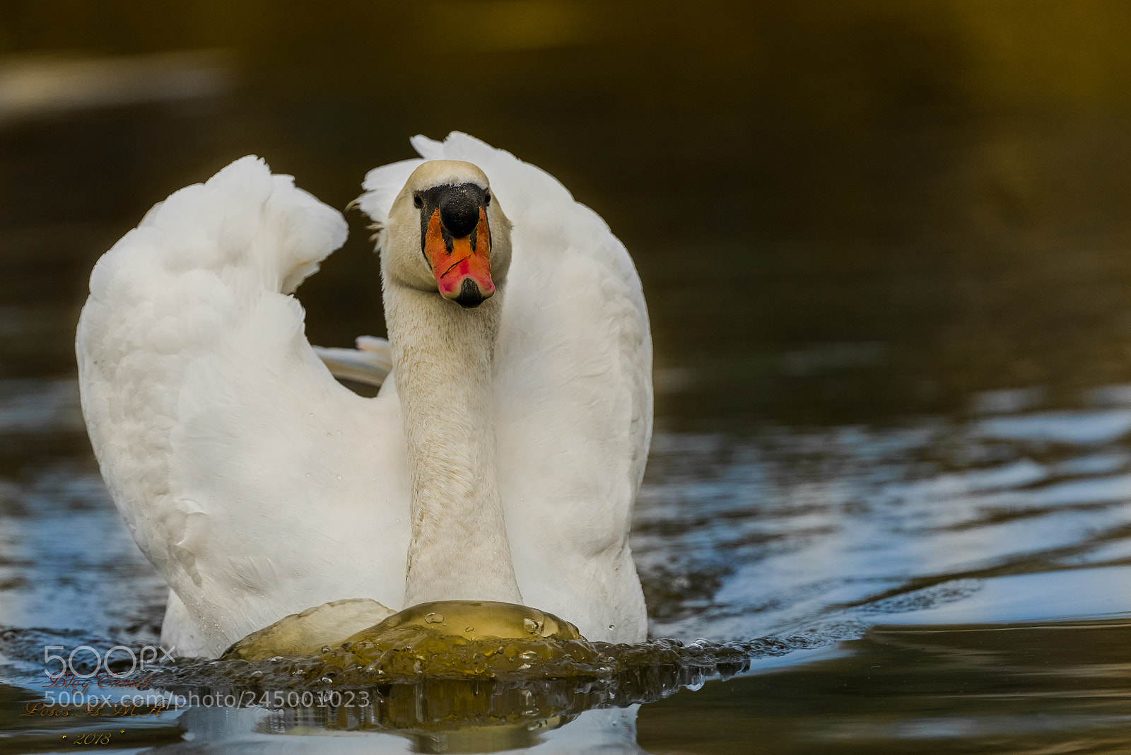 Canon EOS-1D X Mark II sample photo. Swan. wave! photography