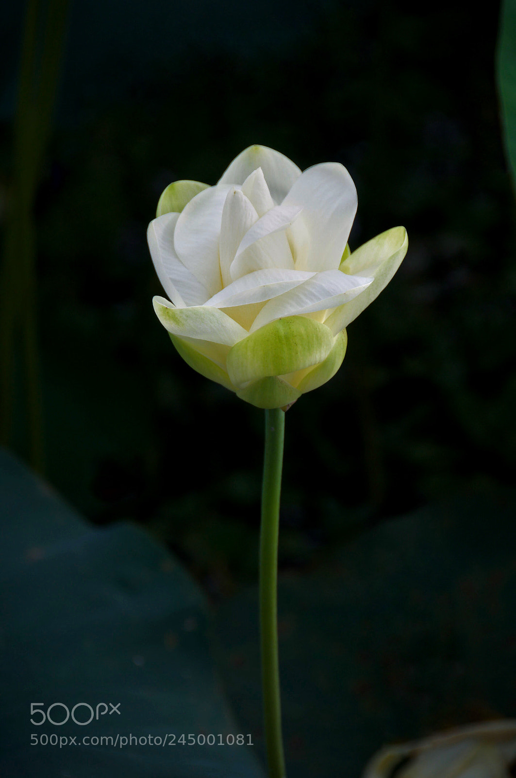 Nikon D300S sample photo. Blooming lotus photography
