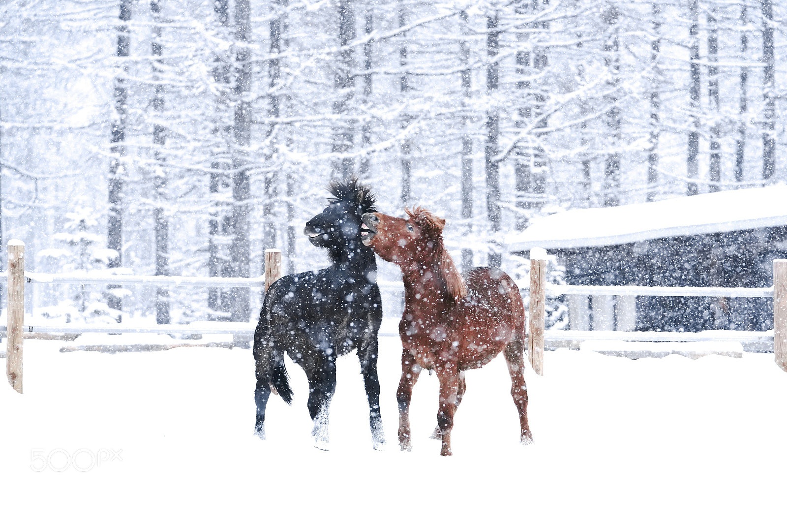 Sony a7R III sample photo. Horse in winter photography