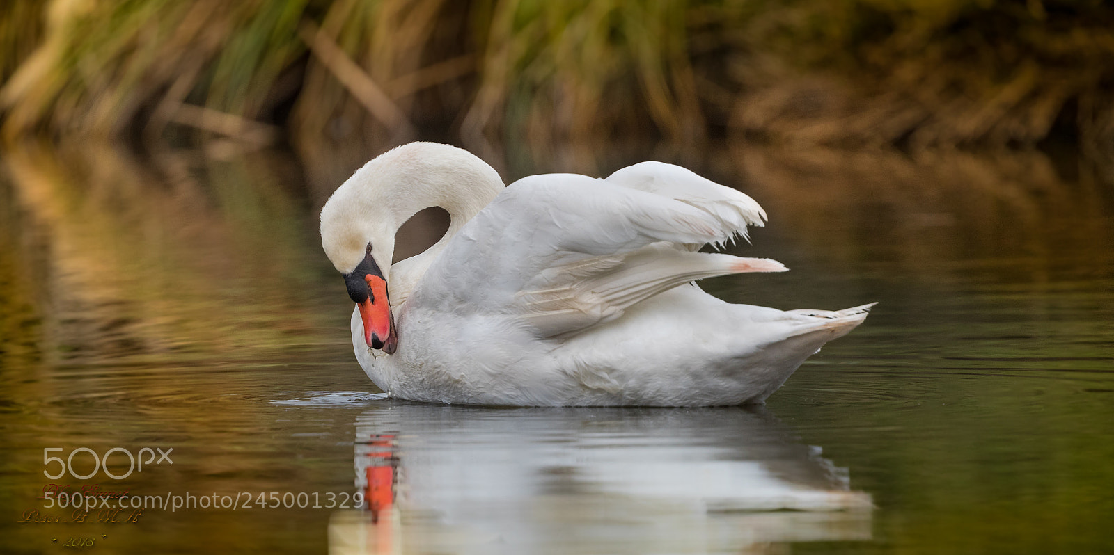 Canon EOS-1D X Mark II sample photo. Swan, the end of photography