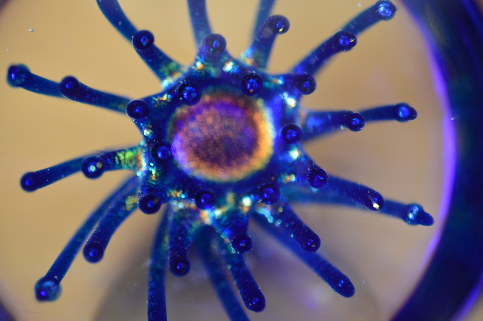 Nikon AF-S DX Micro Nikkor 40mm F2.8 sample photo. Captive star in its glass sphere... photography