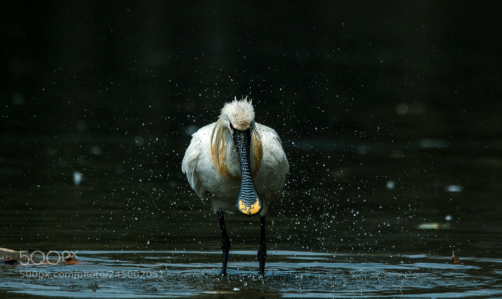 Nikon D500 sample photo. Spoonbill - mid afternoon photography