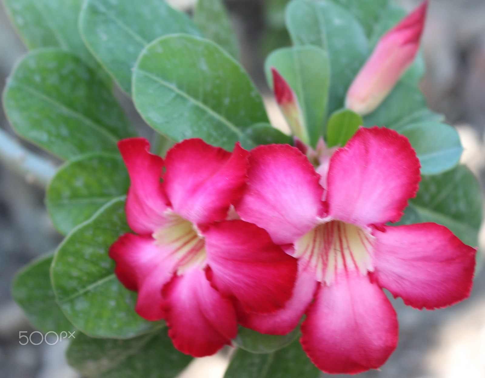 Canon EOS 650D (EOS Rebel T4i / EOS Kiss X6i) sample photo. Gemelas photography