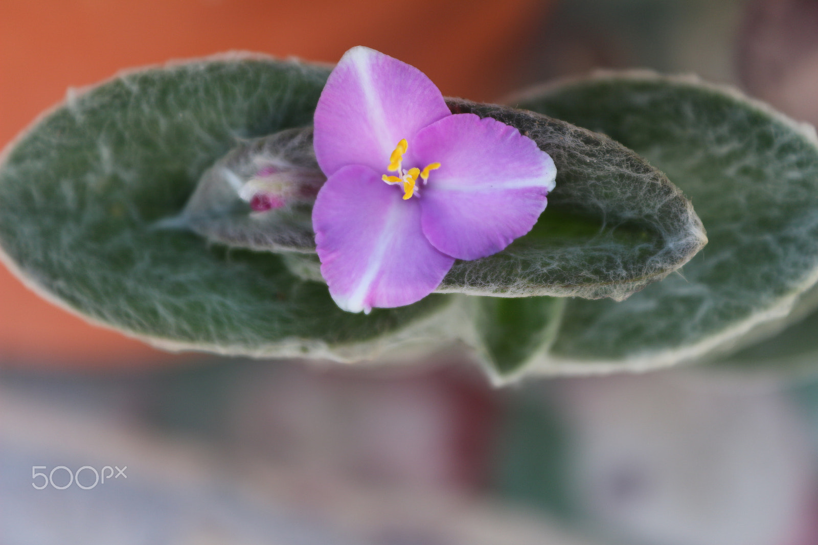 Canon EOS 650D (EOS Rebel T4i / EOS Kiss X6i) sample photo. Piel de durazno photography