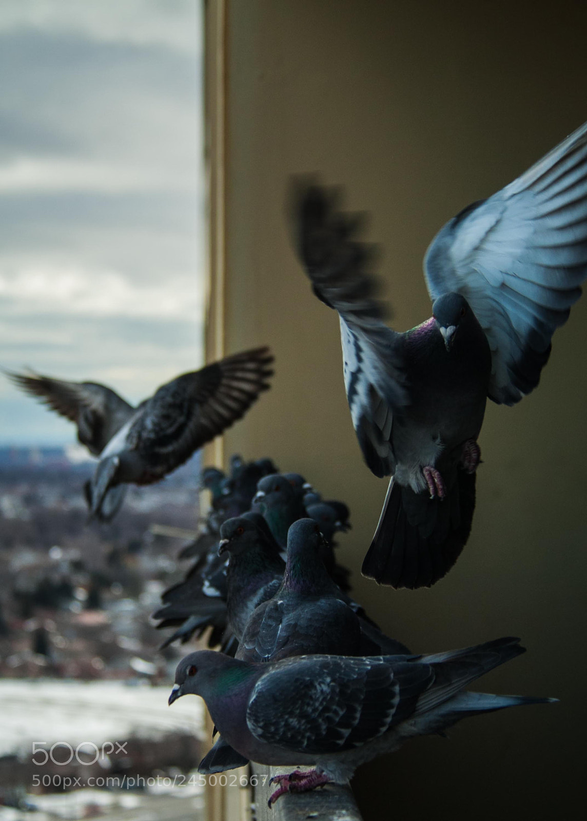 Canon EOS 50D sample photo. Pigeons photography