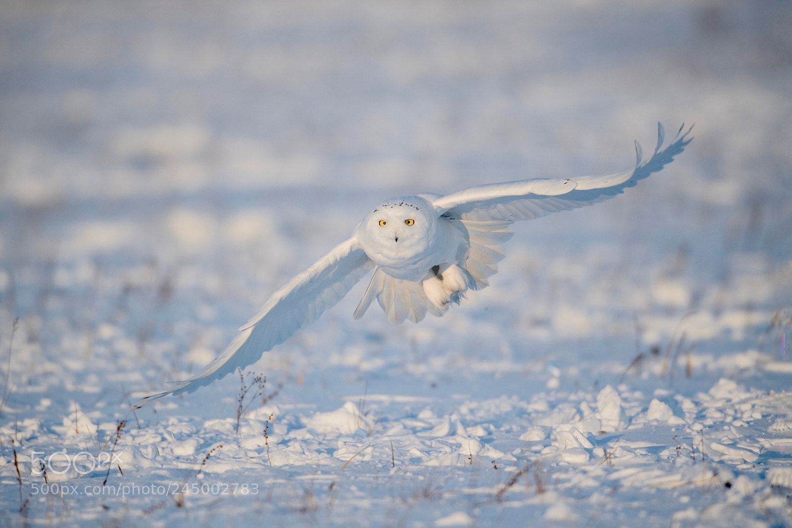 Nikon D5 sample photo. Snowy owl photography