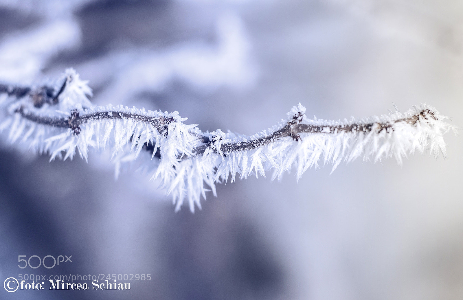 Nikon D90 sample photo. Frost photography