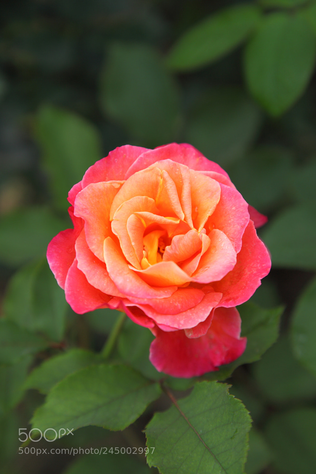 Canon EF 24-105mm F4L IS USM sample photo. Rose photography