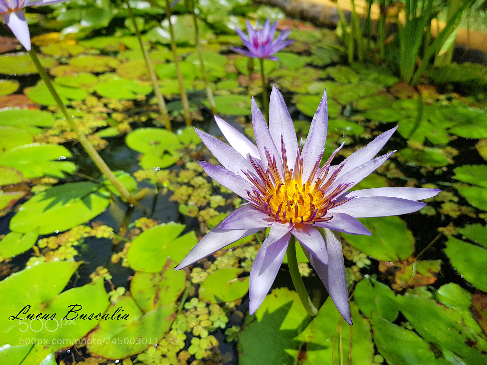 Samsung Galaxy S8+ sample photo. Flor de estanque.jpg photography