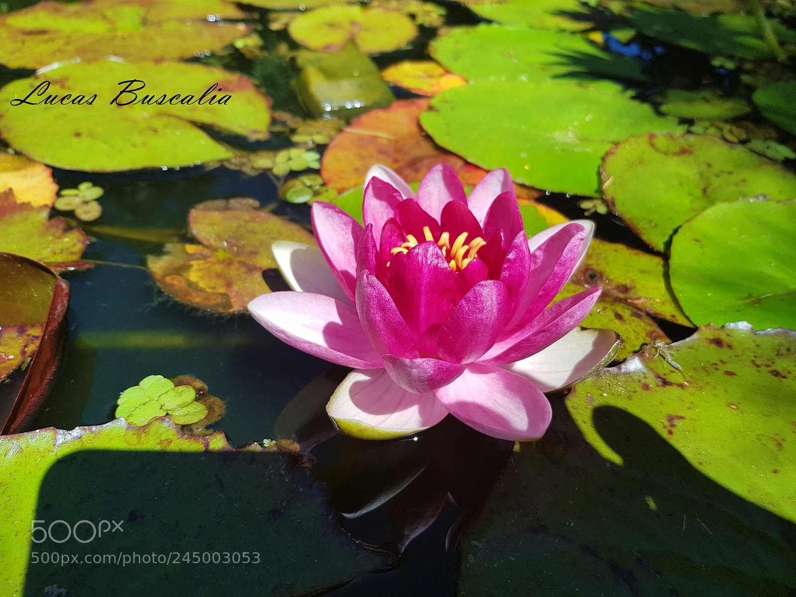 Samsung Galaxy S8+ sample photo. Flor de estanque.jpg photography