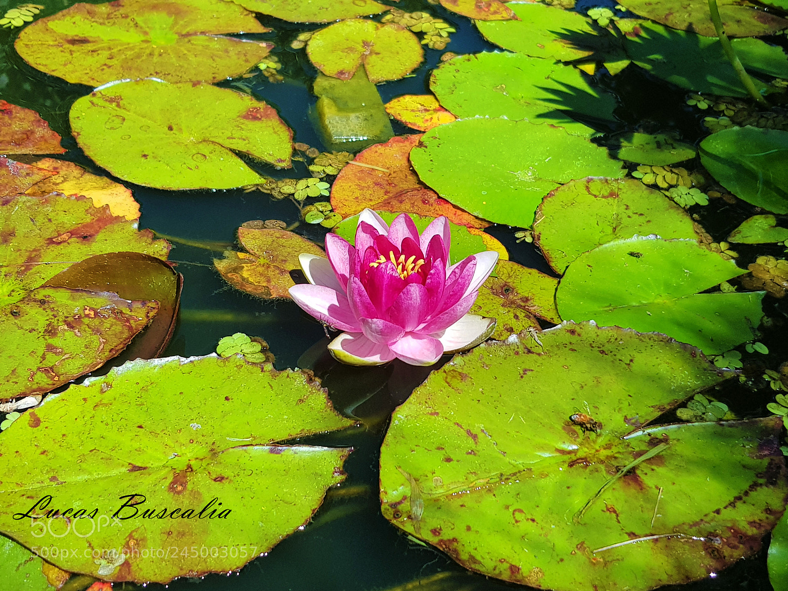 Samsung Galaxy S8+ sample photo. Flor de estanque.jpg photography