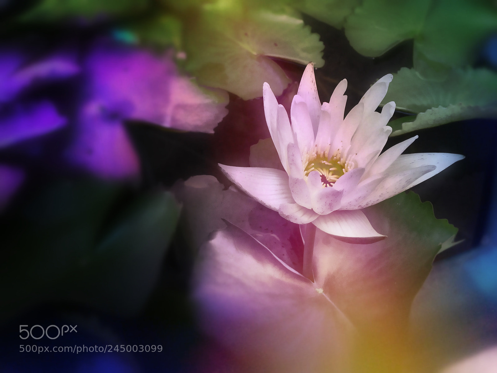 Apple iPhone SE sample photo. Water lily in thailand photography