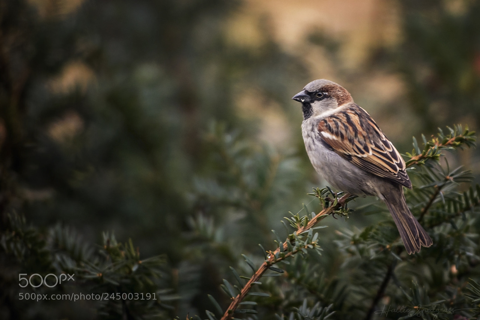 Nikon D7100 sample photo. The sparrow photography