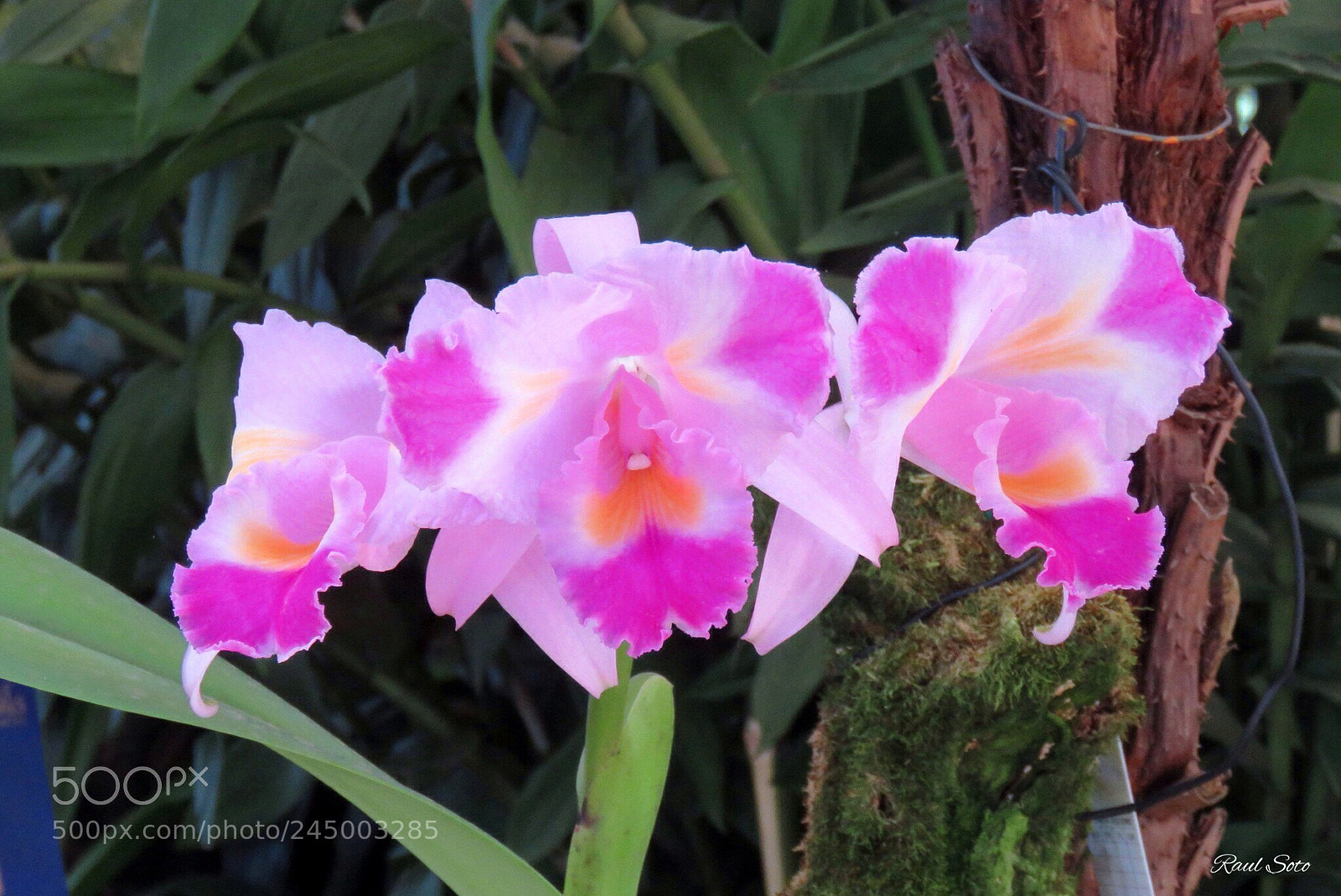 Canon PowerShot SX60 HS sample photo. Orquideas photography