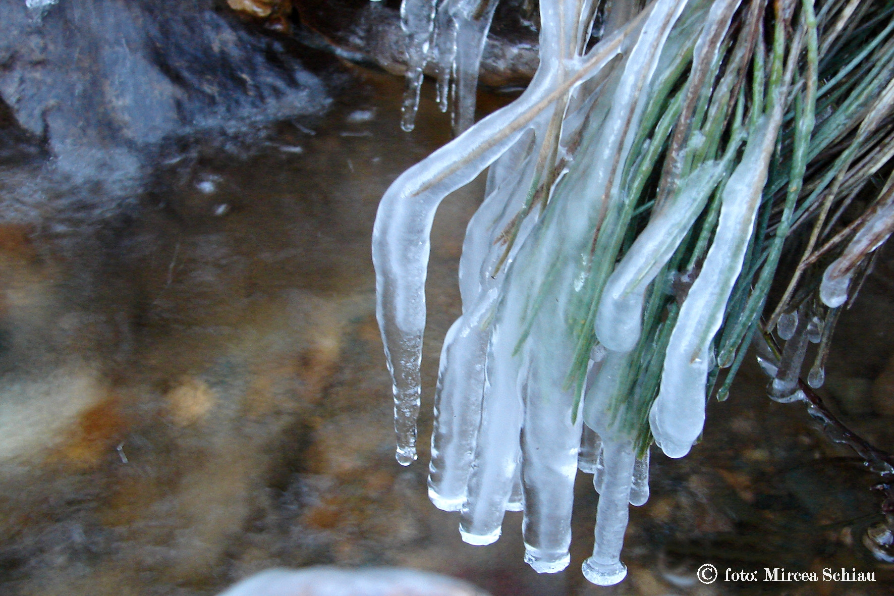 Sony DSC-H1 sample photo. A hand of frost photography