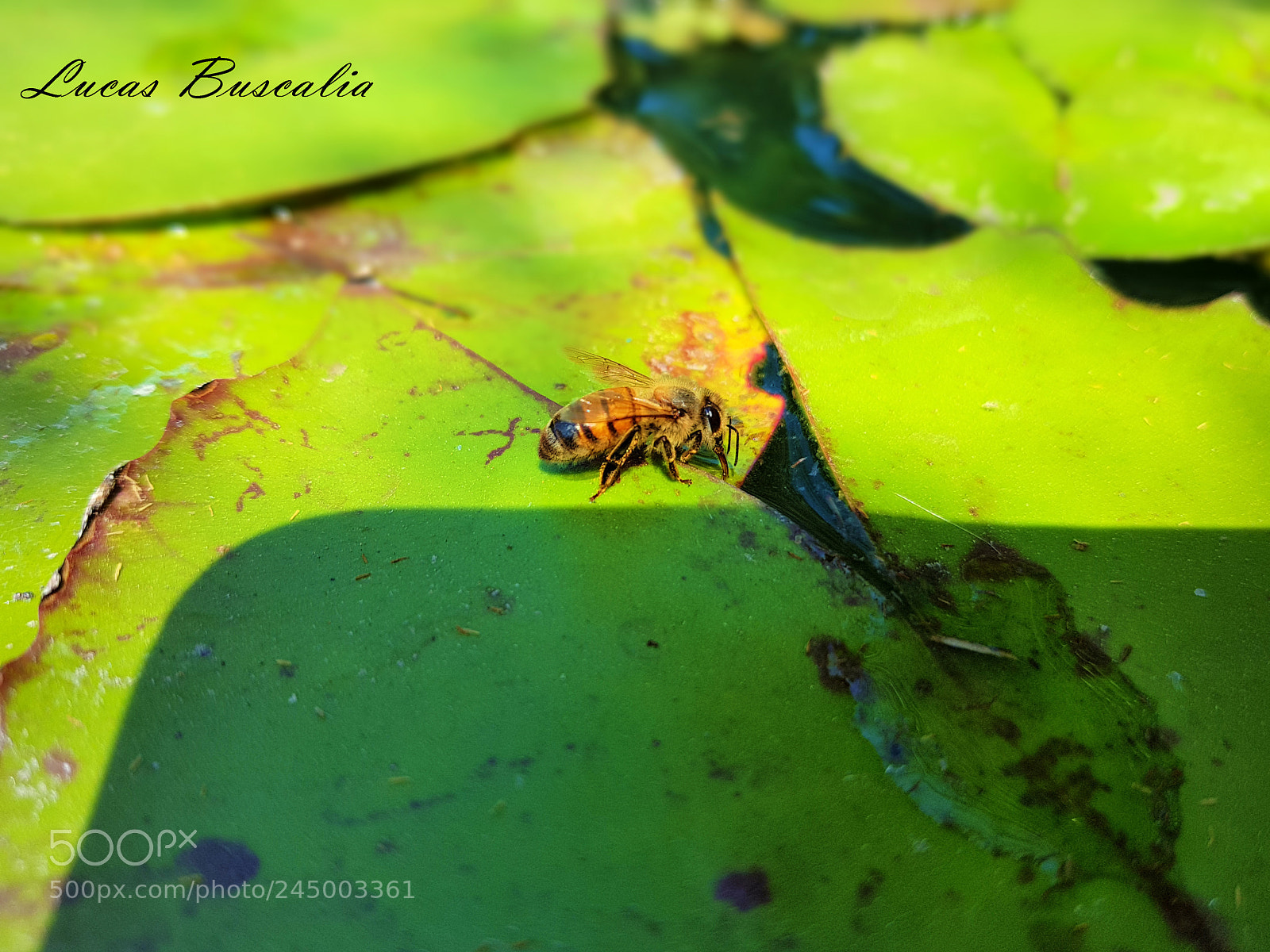 Samsung Galaxy S8+ sample photo. Abeja.jpg photography