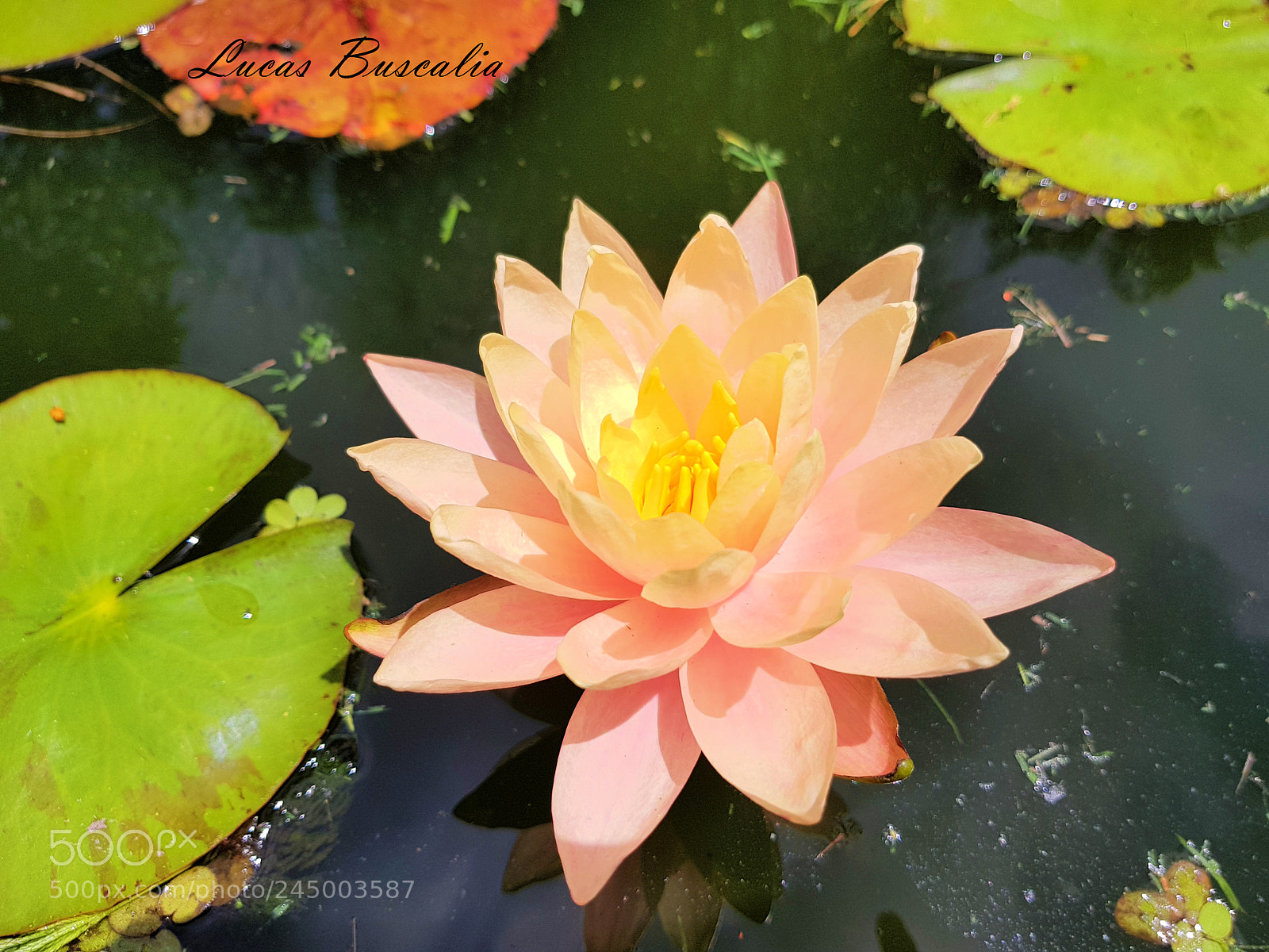 Samsung Galaxy S8+ sample photo. Flor de estanque photography
