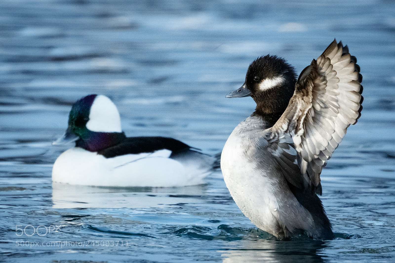 Canon EOS 5DS R sample photo. Buffleheads! photography