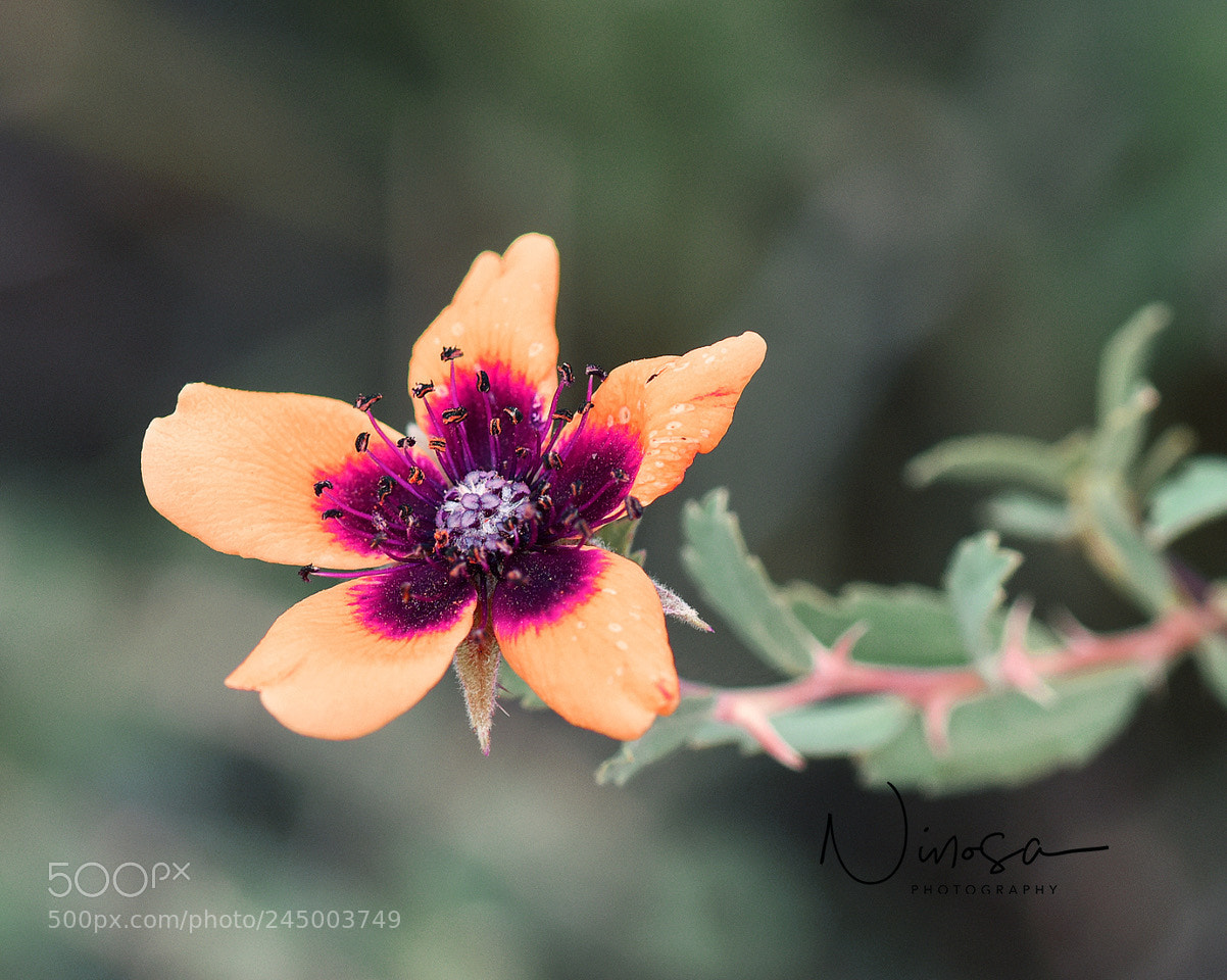 Nikon D810 sample photo. Untitled photography
