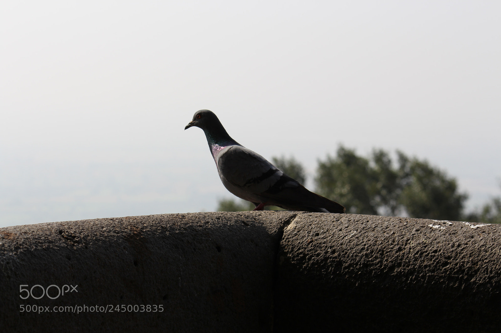 Canon EF-S 55-250mm F4-5.6 IS II sample photo. Grey and light photography